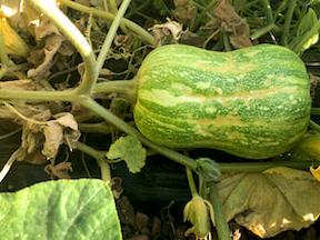 Calabaza
