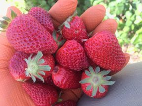 Fresas