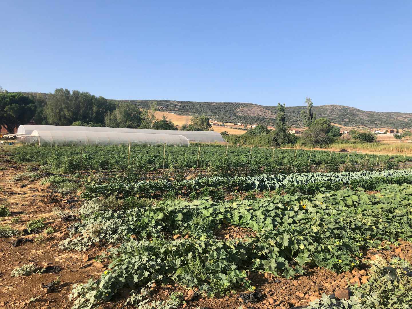 huerta de tomates