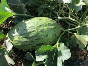 Melón