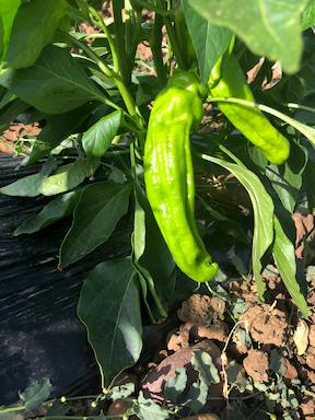 Pimiento verde