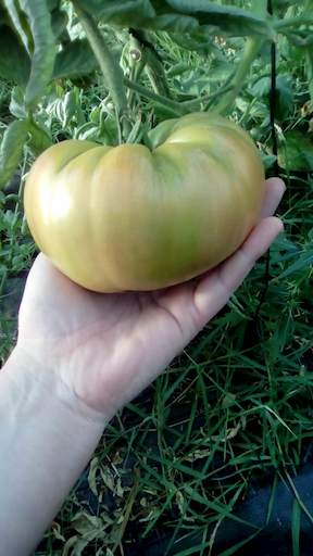 Tomate